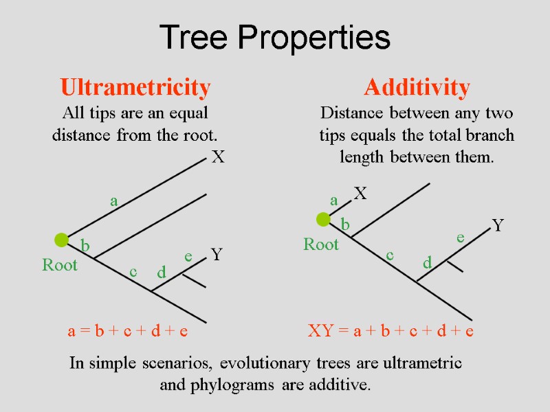Tree Properties  In simple scenarios, evolutionary trees are ultrametric and phylograms are additive.